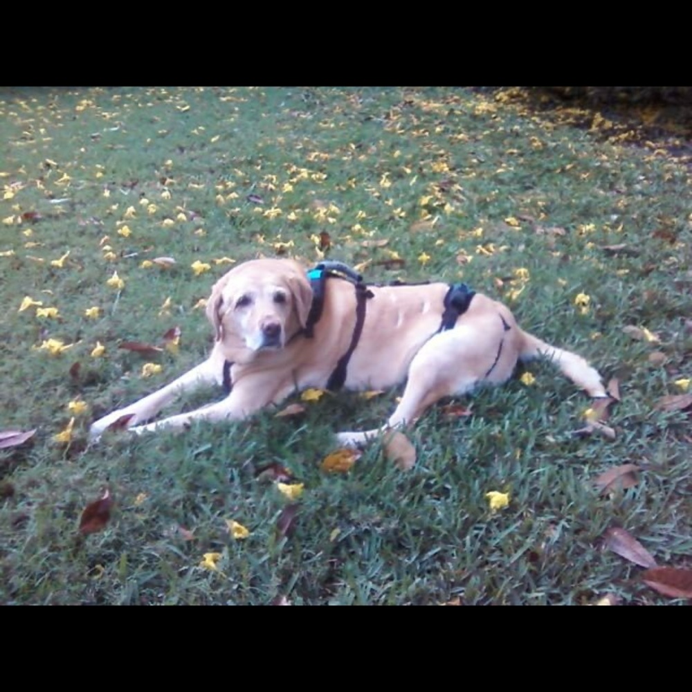 Help Em Up Harness for elderly dogs!